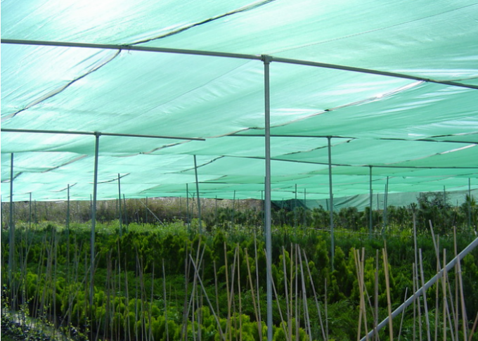 tissu d'ombre de Sun de HDPE de Vierge de 90% - de 95% traité aux UV pour l'usine de fleur de jardin