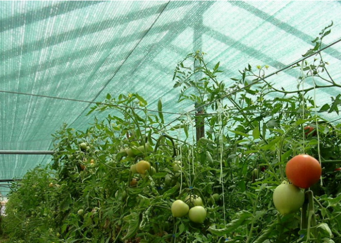 Filet 100% bleu d'ombre de Sun de HDPE pour les fermes agricoles/serre chaude/horticulture
