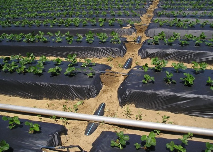 Couverture végétale en plastique tissée par polypropylène, tissu de jardin du noir 100gsm de 4.2x100m