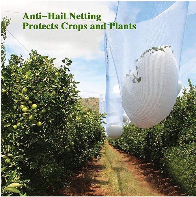 Filet blanc de grêle de HDPE agricole anti, fabrication stabilisée UV d'arbre fruitier