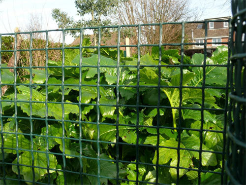 HDPE tricoté par barrière en plastique vert-foncé de jardin avec la maille résistante UV de 20*20mm