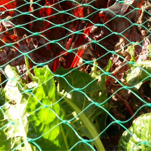 Filet 100% agricole d'oiseau de HDPE anti pour la protection de cerise de protection de raisins
